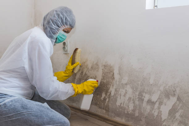 Best Mold Testing and Removal  in Adairsville, GA