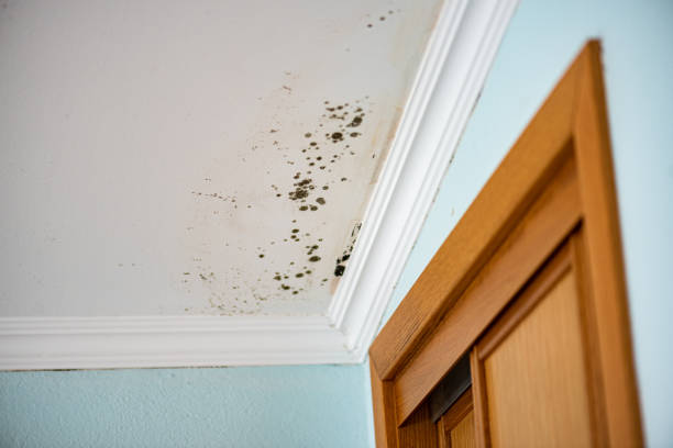 Best Home Mold Removal  in Adairsville, GA