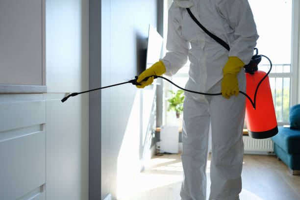 Best Toxic Mold Removal  in Adairsville, GA