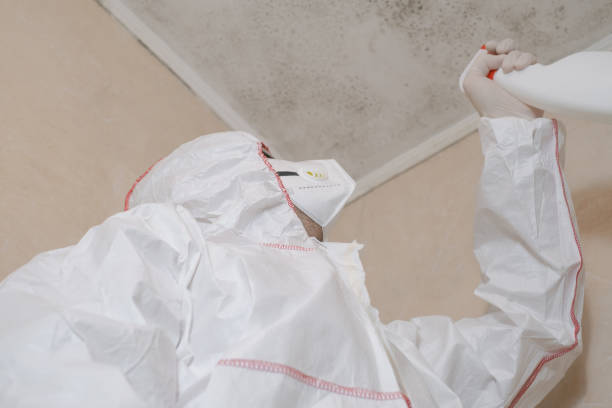 Best Mold Removal Company Near Me  in Adairsville, GA