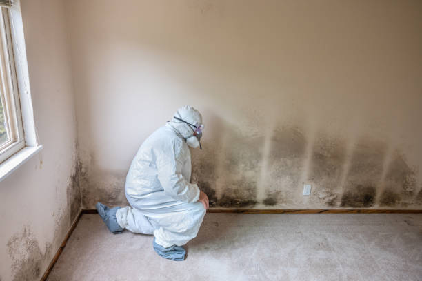 Mold Testing and Removal in Adairsville, GA